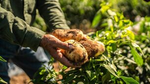 <p>Potato consumption in Ireland has fallen from an annual average of 140kg per person, in the 1990s, to 85kg at present, according to Teagasc.</p> <p>Potato consumption in Ireland has fallen from an annual average of 140kg per person, in the 1990s, to 85kg at present, according to Teagasc.</p>