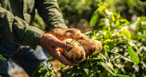 iStock-2192677464.jpg Close-up of farmer holding potato at farm