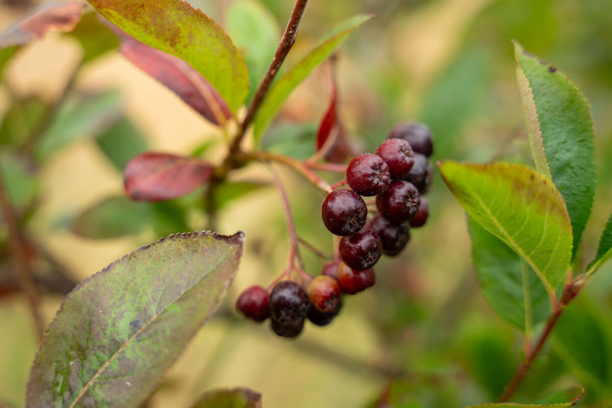 Thriving Aronia berries at Steve's farm near Bantry in West Cork.