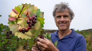 <p>Steve Collins, founder and director of Fyterberry and a medical doctor with a doctorate in nutrition, at his aronia berry farm near Bantry, West Cork. Pictures: Noel Sweeney</p>