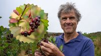West Cork's new little berries packs a big health punch