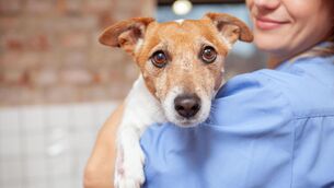 <p>'A compulsory national dog DNA database would help identify dogs responsible and hold their owners accountable.' File picture</p> <p>'A compulsory national dog DNA database would help identify dogs responsible and hold their owners accountable.' File picture</p>