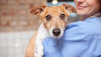 Close up of a cute funny jack russel terrier in the arms of a female veterinarian doctor. Healthy pets, profession concept