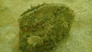 <p>An extremely rare and critically endangered giant mussel has been discovered off the coast of Co. Kerry, in what marine conservationists have described as a significant find. Picture: Sea Synergy</p>