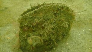 <p>An extremely rare and critically endangered giant mussel has been discovered off the coast of Co. Kerry, in what marine conservationists have described as a significant find. Picture: Sea Synergy</p> <p>An extremely rare and critically endangered giant mussel has been discovered off the coast of Co. Kerry, in what marine conservationists have described as a significant find. Picture: Sea Synergy</p>