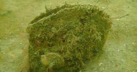 Extremely rare and critically endangered giant mussel discovered off Co Kerry coast