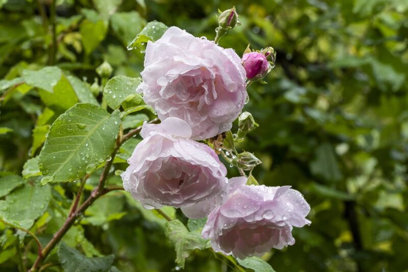 Rose ‘Blush Noisette’ is a more compact, repeat-flowering climbing rose with large clusters of pale pink, deeply-scented flowers produced throughout the months of summer and early autumn. Rose ‘Blush Noisette’ is a more compact, repeat-flowering climbing rose with large clusters of pale pink, deeply-scented flowers produced throughout the months of summer and early autumn.