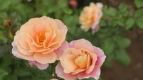 Blooming roses