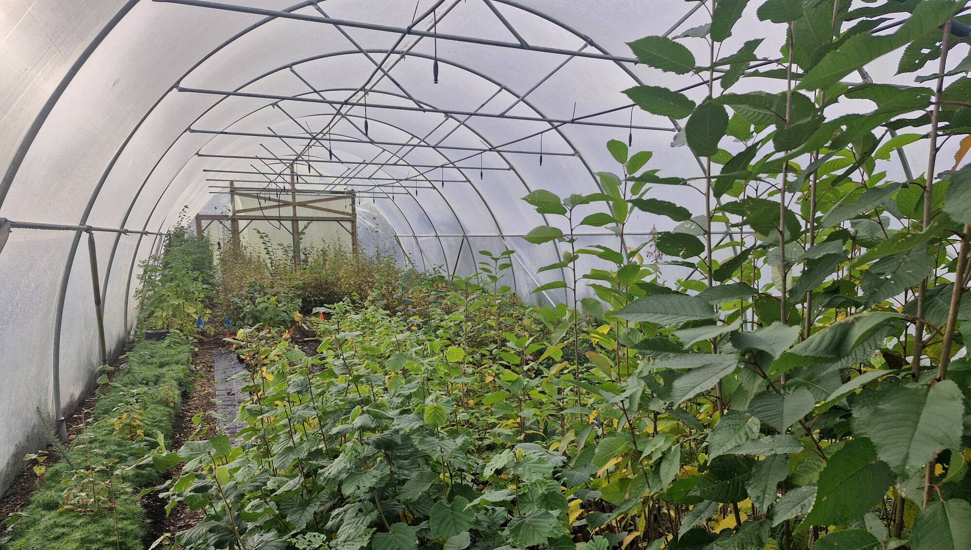 A drip irrigation system in a polytunnel has a number of advantages over sprinkler systems. 