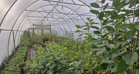 Garden Q&A: What is the best irrigation system for my polytunnel