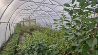 Garden Q&A: What is the best irrigation system for my polytunnel