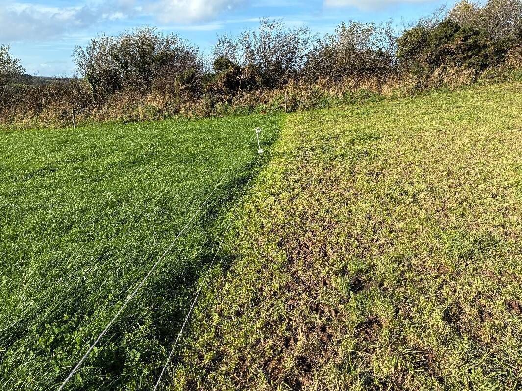Grass growth and graze-outs on Denis Hickey's farm. Grass growth and graze-outs on Denis Hickey's farm.