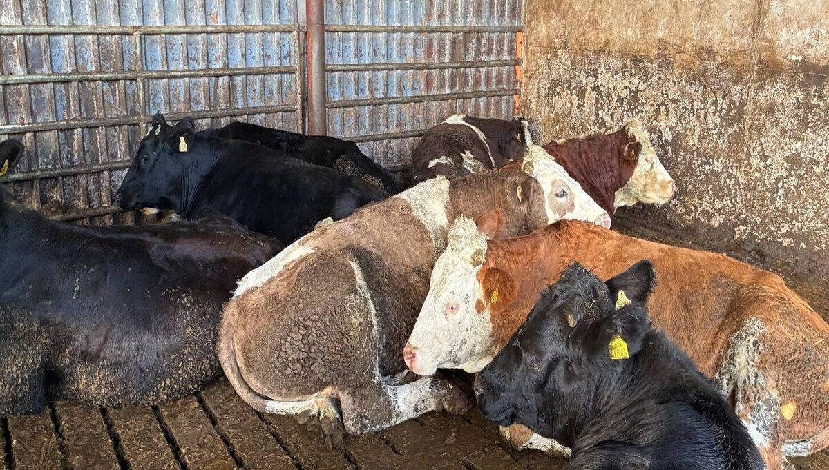 Finishing cattle. Finishing cattle.