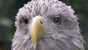 <p>A leading animal rights group has urged Crystal Palace to retire their American bald eagle mascot</p>