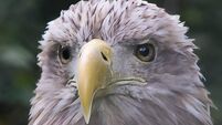 Portrait of a White Tailed Sea Eagle