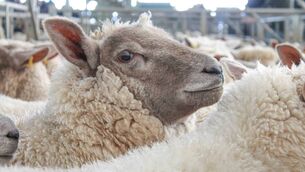 <p>Lambs are being quoted at 785-790c/kg plus the quality bonus, which puts returns to suppliers at 800-805c/kg, with a lift in the trade still being awaited as the season ticks on.</p>