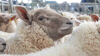 Fluffy Woolly Sheep