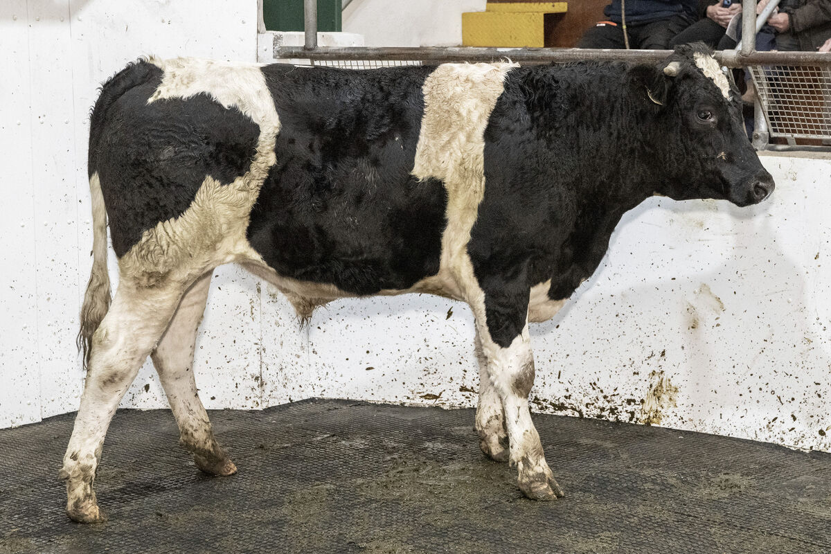 A May '25 born Friesian bullock, weighing 510kg, sold for €1,900 in Thurles Mart. Picture: O'Gorman Photography. A May '25 born Friesian bullock, weighing 510kg, sold for €1,900 in Thurles Mart. Picture: O'Gorman Photography.