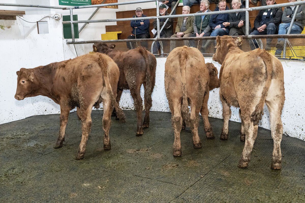 Four July '25 born Limousin bullocks, averaging 360kg, sold for €1,700 each in Thurles Mart. Picture: O'Gorman Photography. Four July '25 born Limousin bullocks, averaging 360kg, sold for €1,700 each in Thurles Mart. Picture: O'Gorman Photography.