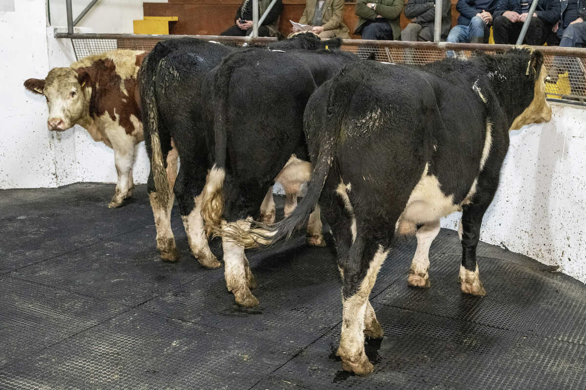 Four April '25 born Hereford cross bullocks, averaging 473kg, sold for €1,800 each in Thurles Mart. Picture: O'Gorman Photography. Four April '25 born Hereford cross bullocks, averaging 473kg, sold for €1,800 each in Thurles Mart. Picture: O'Gorman Photography.