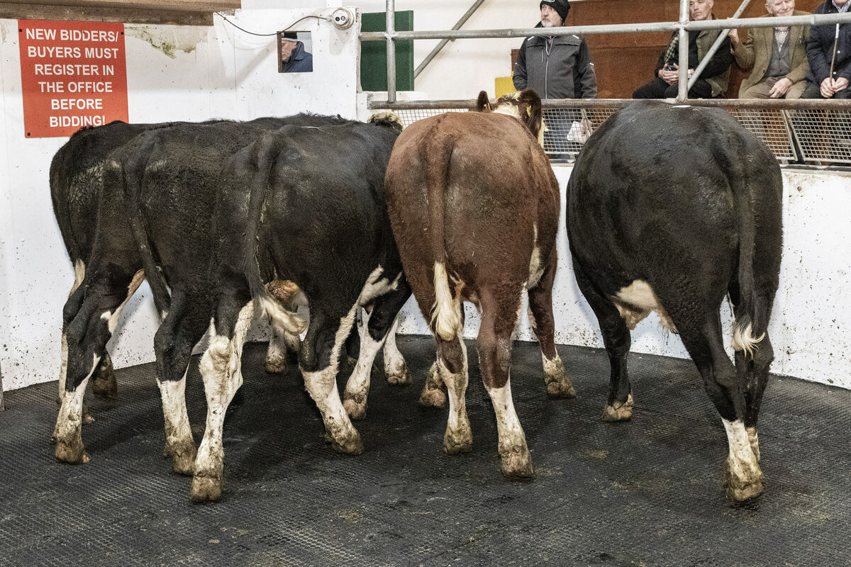 Five February '25 born Hereford cross bullocks, averaging 558kg, sold for €2,050 each in Thurles Mart. Picture: O'Gorman Photography. Five February '25 born Hereford cross bullocks, averaging 558kg, sold for €2,050 each in Thurles Mart. Picture: O'Gorman Photography.