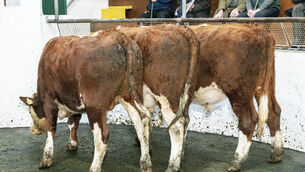 <p> Three January '25 born Hereford cross bullocks, averaging 476kg, sold for €1,770 each in Thurles Mart. Picture: O'Gorman Photography.</p> <p> Three January '25 born Hereford cross bullocks, averaging 476kg, sold for €1,770 each in Thurles Mart. Picture: O'Gorman Photography.</p>