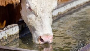 <p>Clean water troughs regularly. If cattle don’t drink, they don’t eat and, as a result, don’t perform, warns Brian Reidy.</p> <p>Clean water troughs regularly. If cattle don’t drink, they don’t eat and, as a result, don’t perform, warns Brian Reidy.</p>