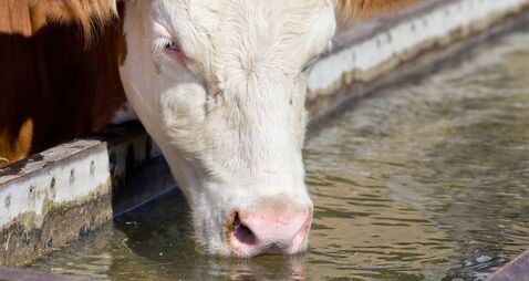 Cow drinking water