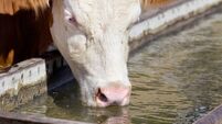 Cow drinking water
