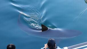 A shark swims in a canal of the North Port Waterfront Park in Busan (Cha Keun-ho/Yonhap via AP)