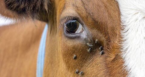One eye cow and flies, close up of a dairy red and white, looking calm and tranquil