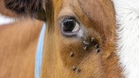 One eye cow and flies, close up of a dairy red and white, looking calm and tranquil