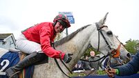 Counting down the days to Cheltenham Festival