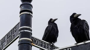 <p>Crows are part of Halloween folklore, being linked to battlefields, the spirit world and as harbingers of death. Picture: iStock</p> <p>Crows are part of Halloween folklore, being linked to battlefields, the spirit world and as harbingers of death. Picture: iStock</p>
