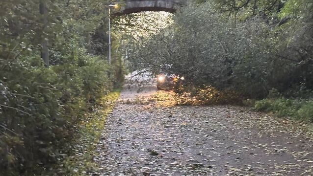 <p>A tree down on the railway line in blackrock following Storm Austen</p>
