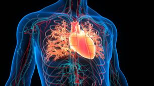 <p>Scientists in Austria are investigating the potential of the human heart and circulatory system to solve the problem of energy loss by liquid swirling through pipes. Picture: iStock</p>