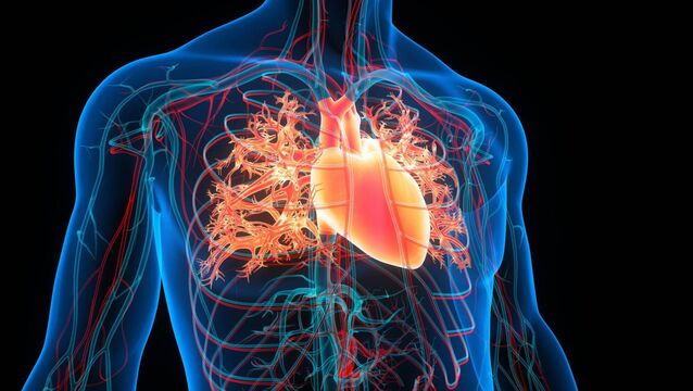 <p>Scientists in Austria are investigating the potential of the human heart and circulatory system to solve the problem of energy loss by liquid swirling through pipes. Picture: iStock</p>