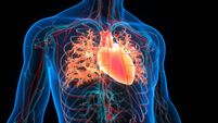 Human Circulatory System Heart Anatomy
