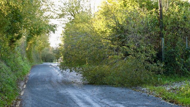 <p>A tree is down on Bothar Glas, about 5 kilometres west of Carrigaline. Picture: Noel Sweeney</p>