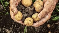 Fresh potatoes
