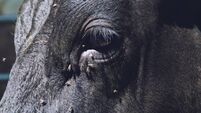 Close-up of the eye of a Negra Avileña cow exposed to the public.