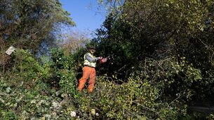 <p>Octogenarian John Delaney clears a tree from the road near his home in Carrigtwohill after it was felled by storm Austen. Picture: Chani Anderson</p>