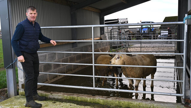 <p>Farmer Michael Forde putting some of the sheep through his purpose-built footbath. Photo: Ray Ryan</p>
