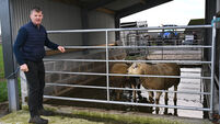 Autumn preparations begin for 200 ewes and hoggets