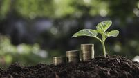 Three piles of coins placed on the ground and plant growing beside in nature.