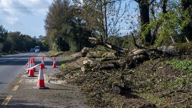 <p>The remains of a large tree brought down by Storm Austen on Friday lie on the road between Carrigaline and Ringaskiddy after being cleared by emergency services in the early hours of this morning. Picture: Chani Anderson</p>