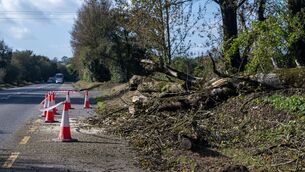 <p>The remains of a large tree brought down by Storm Austen on Friday lie on the road between Carrigaline and Ringaskiddy after being cleared by emergency services in the early hours of this morning. Picture: Chani Anderson</p> <p>The remains of a large tree brought down by Storm Austen on Friday lie on the road between Carrigaline and Ringaskiddy after being cleared by emergency services in the early hours of this morning. Picture: Chani Anderson</p>