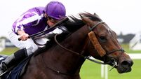 Bengal Tiger far too good for the rest in Prospect Stakes