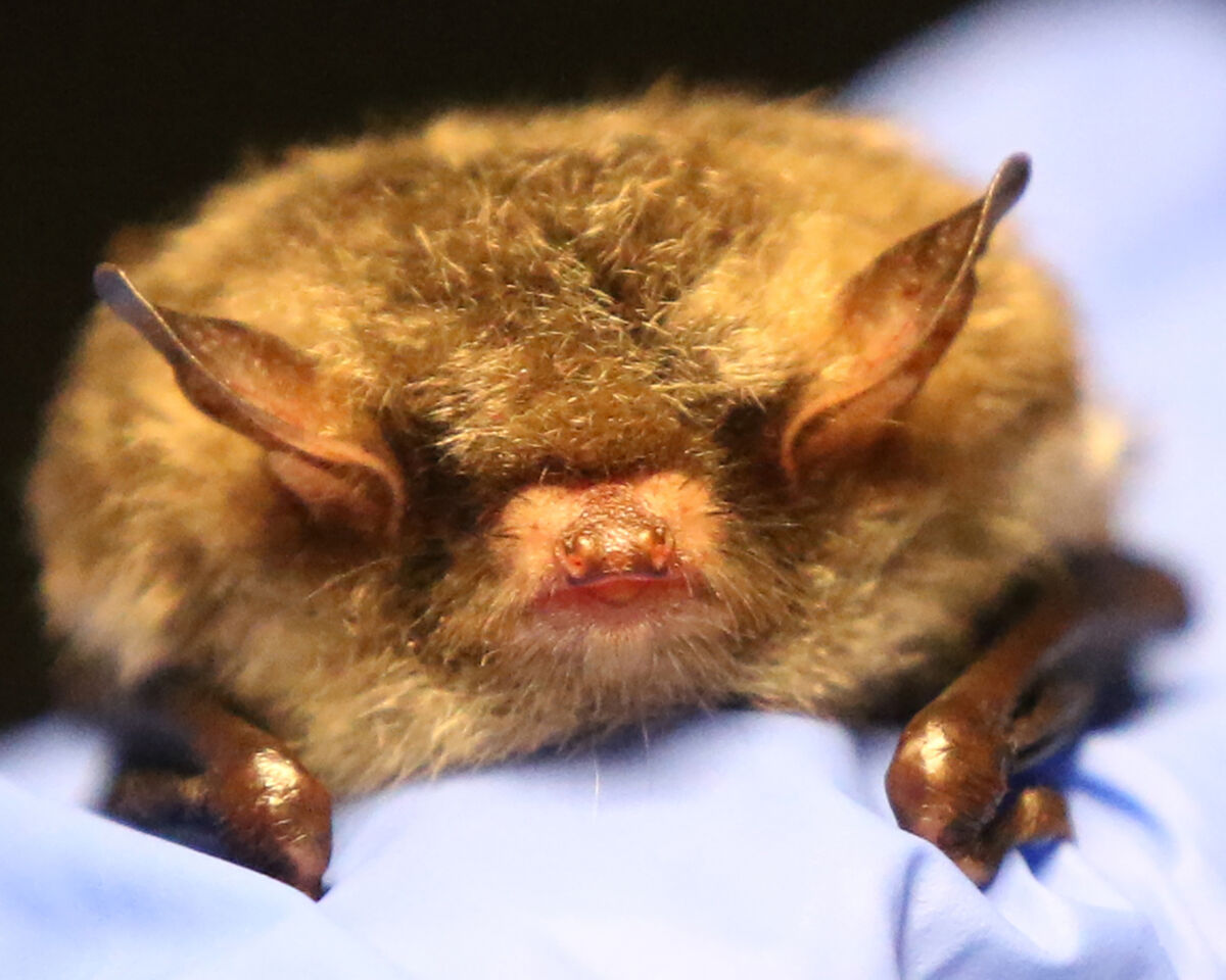 One of the Bats at the centre. Picture: Brendan Gleeson One of the Bats at the centre. Picture: Brendan Gleeson