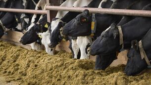 <p>Mycotoxins in feed are an increasing problem, and this winter is no exception. Picture: Alltech Ireland</p>